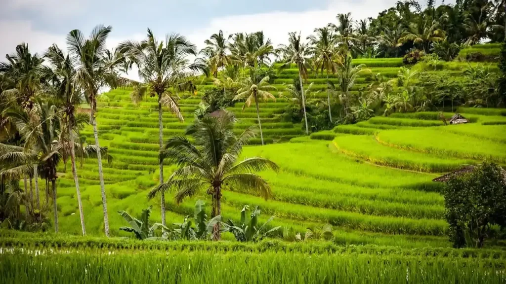 Luxury Private Transport Ubud Rice Terraces With Certified Bali Driver