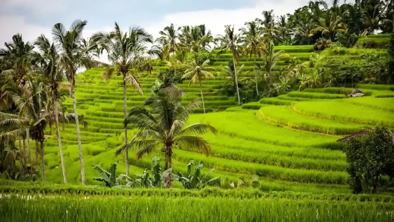 Luxury Private Transport Ubud Rice Terraces With Certified Bali Driver